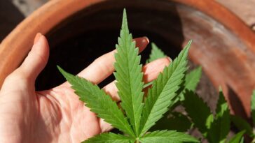 Mélanome, l'huile de cannabis tue les cellules du cancer de la peau dans les tests en laboratoire 12 Melanoma, olio di cannabis uccide le cellule del tumore della pelle in test di laboratorio