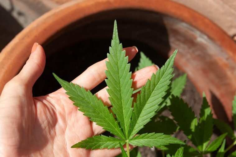 Mélanome, l'huile de cannabis tue les cellules du cancer de la peau dans les tests en laboratoire 1 Melanoma, olio di cannabis uccide le cellule del tumore della pelle in test di laboratorio