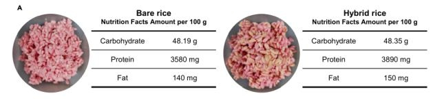 Des scientifiques inventent un aliment hybride en cultivant de la viande de vache à l'intérieur de grains de riz 4 (Park et al., Matter, 2024)