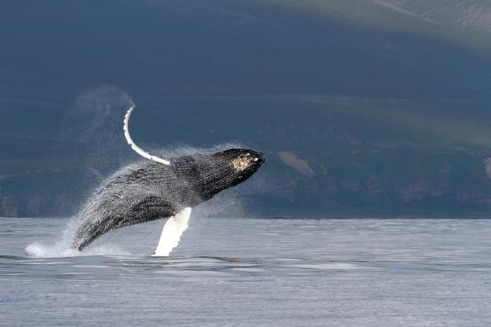 Le secret du chant des baleines révélé après 50 ans : enfin, nous savons comment elles le font 3 Credit: Olga Filatova, University of Southern Denmark