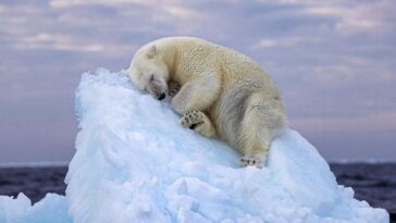 Aujourd'hui c'est la Journée internationale de l'Ours polaire, le roi d'un monde qui meurt à cause de nous 10 Crédit : Nima Sarikhani / People's Choice Award de Wildlife Photographer of the Year