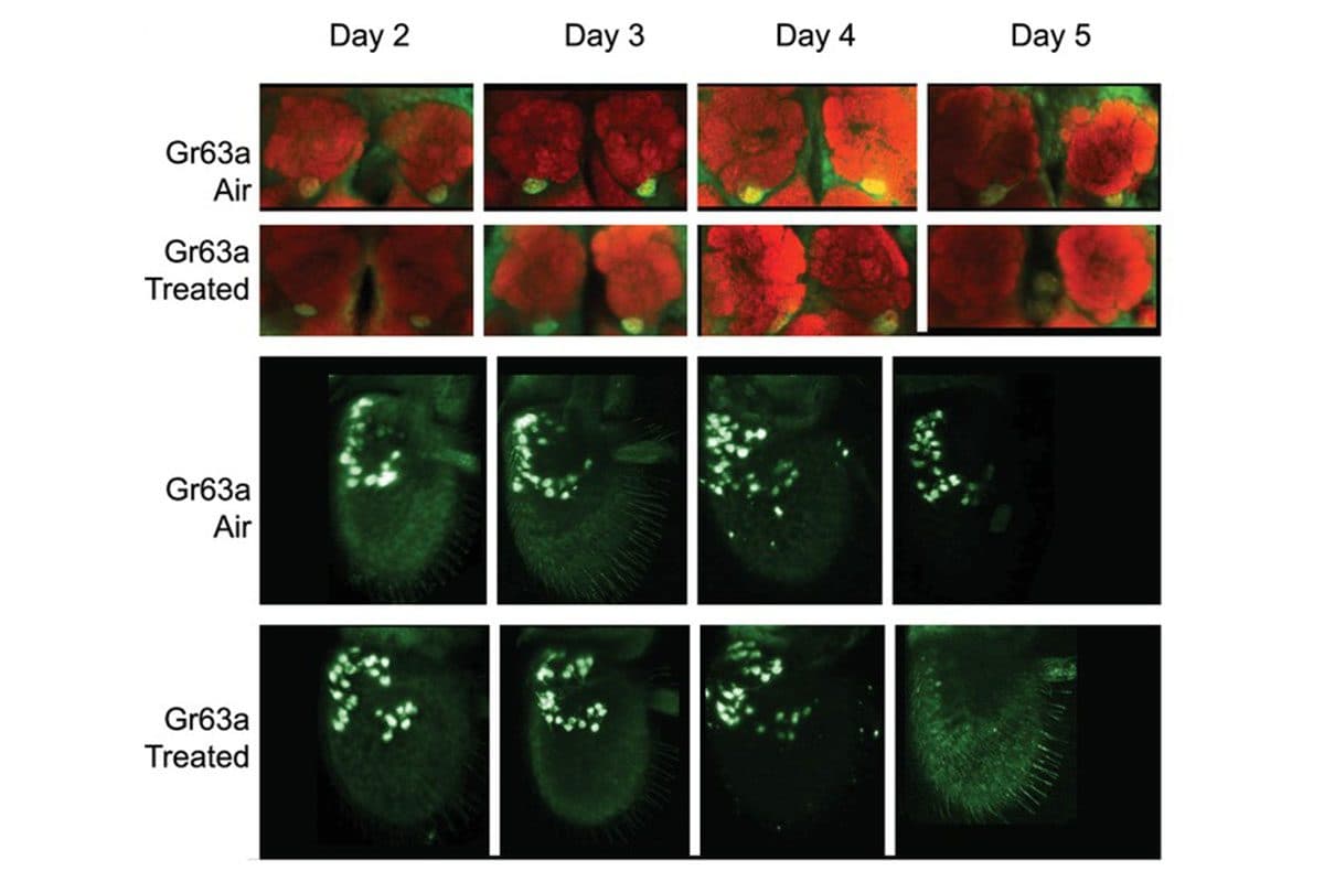 Le cancer peut être bloqué avec l'odeur des fruits: pour la première fois, on voit ce qui se passe dans les cellules tumorales 3 Les effets du diacétyle sur l'expression du gène Gr63a dans les antennes et le cerveau de Drosophila melanogaster aux différents jours d'exposition / Crédit : Haga-Yamanaka S. et al., eLife 2024