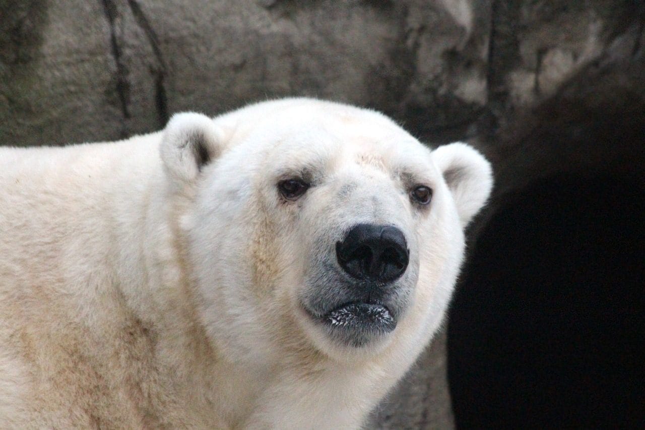 Aujourd'hui c'est la Journée internationale de l'Ours polaire, le roi d'un monde qui meurt à cause de nous 3 Image