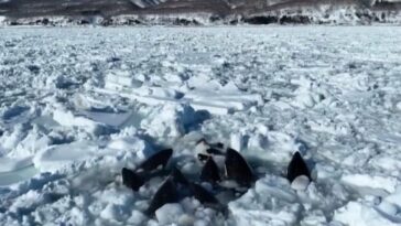 Ce groupe d'orques avec quelques petits est resté piégé dans la glace dans le nord du Japon 27 Questo gruppo di orche con alcuni cuccioli è rimasto intrappolato nel ghiaccio nel Nord del Giappone