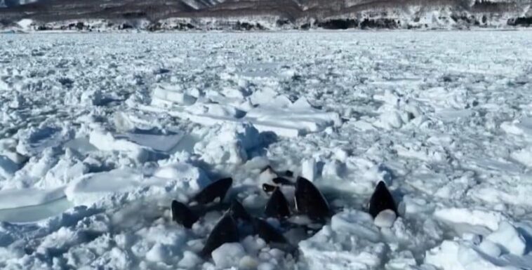 Ce groupe d'orques avec quelques petits est resté piégé dans la glace dans le nord du Japon 1 Questo gruppo di orche con alcuni cuccioli è rimasto intrappolato nel ghiaccio nel Nord del Giappone