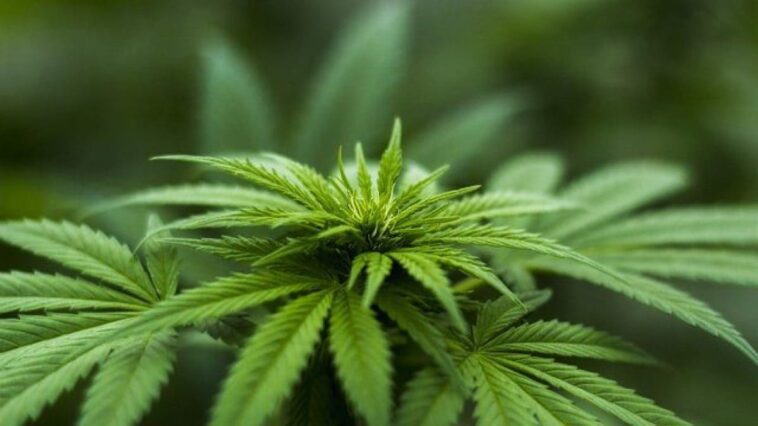 Combien de temps durent les effets du cannabis, une étude révèle le temps nécessaire pour éliminer l'effet de drogue 1 Image