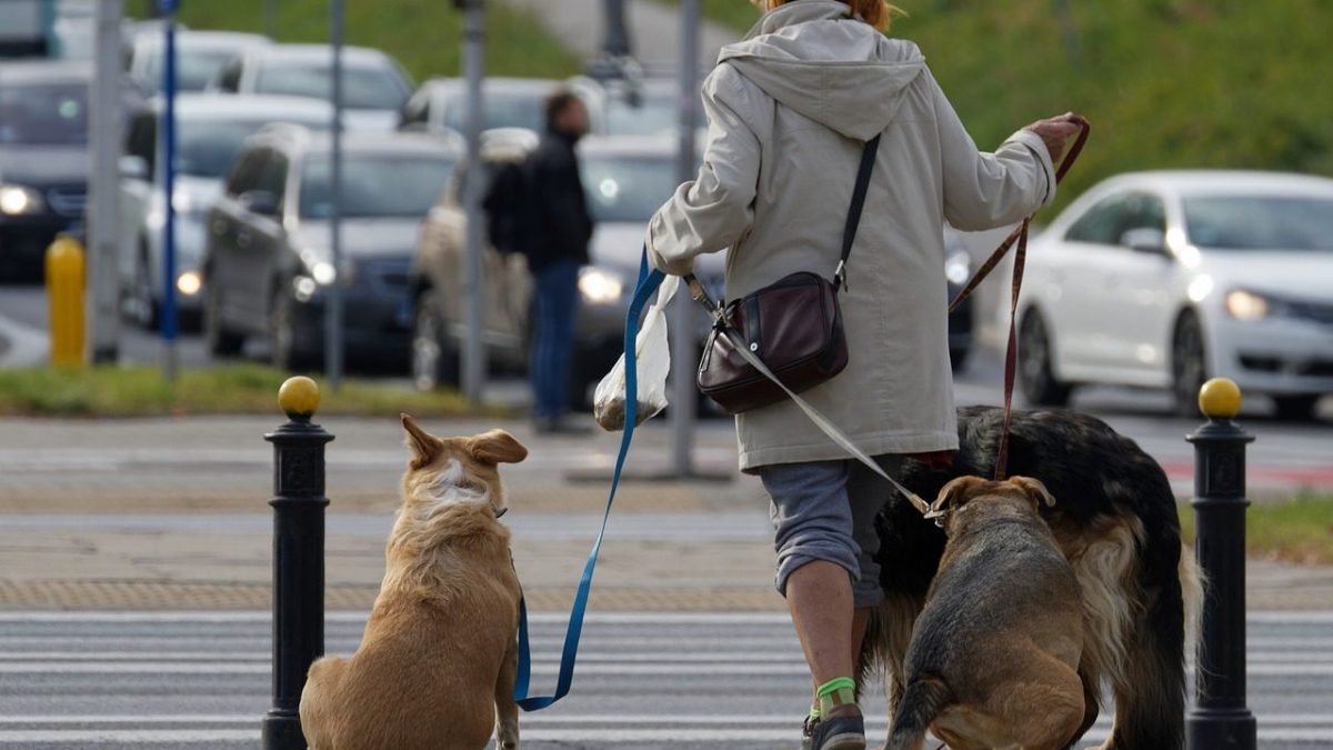 Comment fonctionne le test ADN des excréments de chiens pour sanctionner les propriétaires qui ne les ramassent pas 2 Image