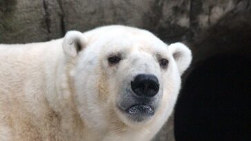 Comment vivent les ours polaires sans glace: une vidéo dramatique montre la recherche désespérée de nourriture 2 Image