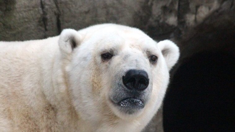 Comment vivent les ours polaires sans glace: une vidéo dramatique montre la recherche désespérée de nourriture 1 Image