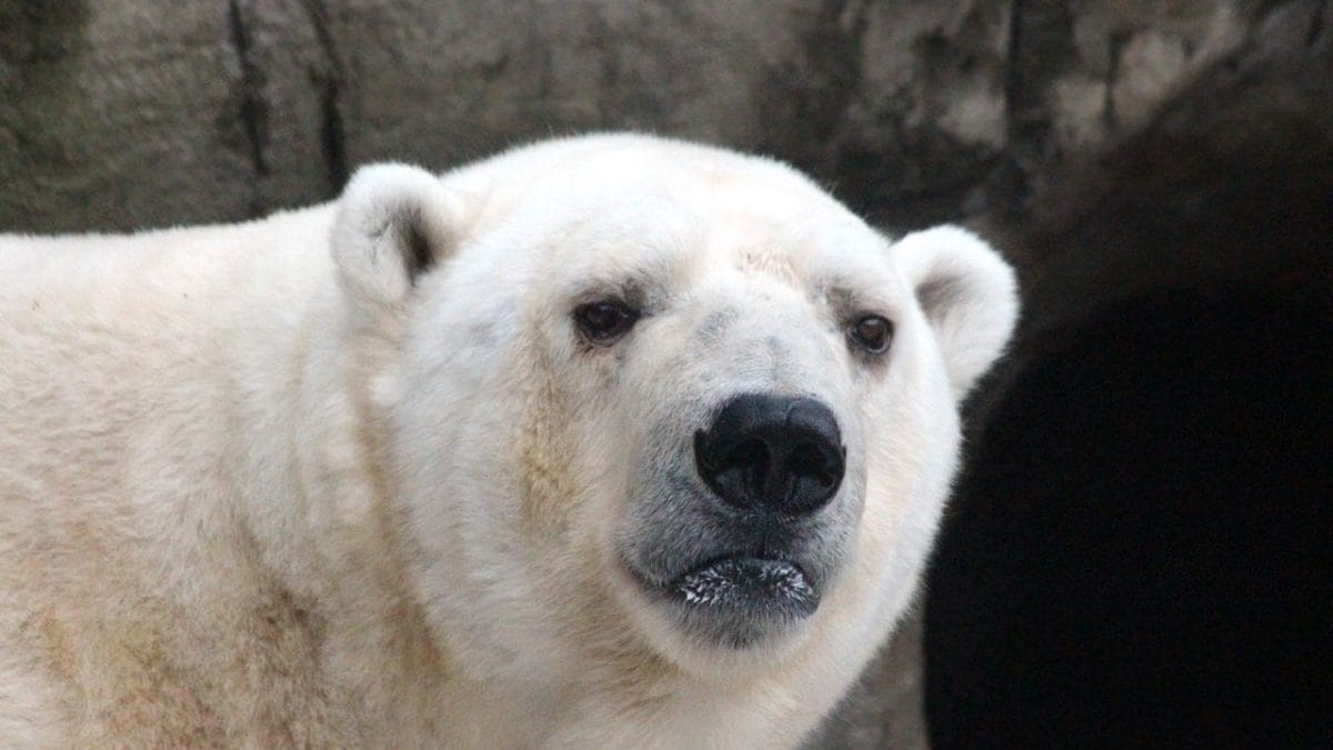 Comment vivent les ours polaires sans glace: une vidéo dramatique montre la recherche désespérée de nourriture 2 Image