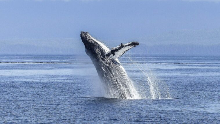 Crise climatique : 7 000 baleines tuées par la chaleur record, elles sont mortes de faim à cause de nous 1 Image