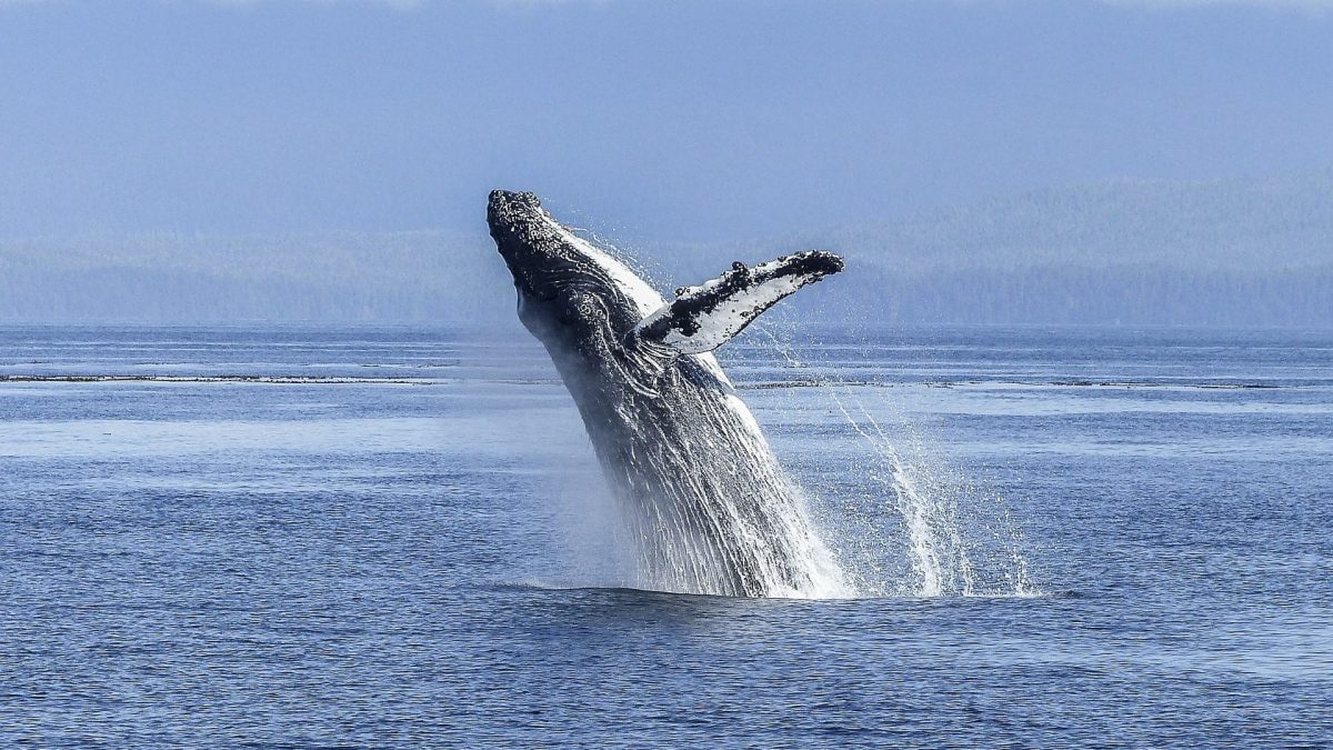 Crise climatique : 7 000 baleines tuées par la chaleur record, elles sont mortes de faim à cause de nous 2 Image