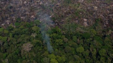 Forêt amazonienne sur le point de non-retour : les cinq limites à ne pas dépasser 7 Image