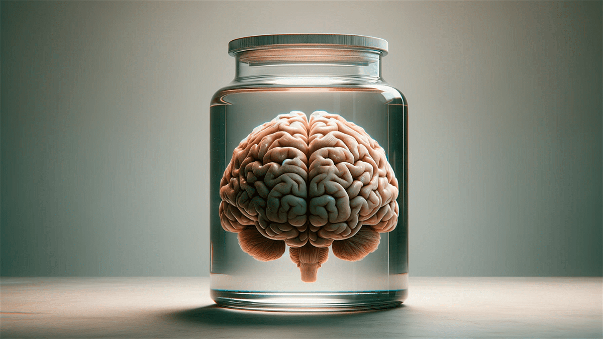 Ils maintiennent un cerveau en vie hors du corps : cela pourrait marquer un jalon sans précédent 2 Consiguen mantener un cerebro con vida fuera del cuerpo: puede marcar un hito sin precedentes