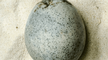 Il y a 1 700 ans, une poule a pondu un œuf : on l'a trouvé et il se conserve étonnamment bien 10 Il y a 1 700 ans, une poule a pondu un œuf : il a été retrouvé et il se conserve étonnamment bien