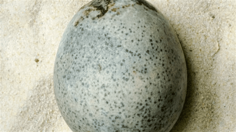 Il y a 1 700 ans, une poule a pondu un œuf : on l'a trouvé et il se conserve étonnamment bien 2 Il y a 1 700 ans, une poule a pondu un œuf : il a été retrouvé et il se conserve étonnamment bien