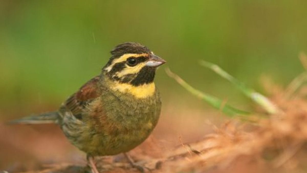 Il y a des oiseaux chanteurs capables d'apprendre de nouveaux sons pour se sauver de l'extinction : la recherche 2 Image