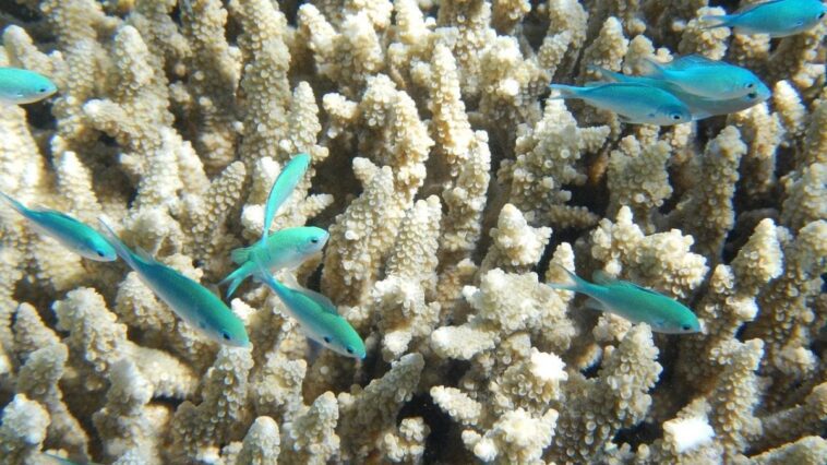 La Grande Barrière de Corail proche du septième phénomène de blanchissement de masse : qu'indique-t-il 1 Image