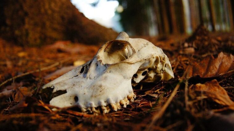 La maladie du cerf zombie se propage de manière préoccupante, selon les experts : "Risques pour l'homme" 1 Image