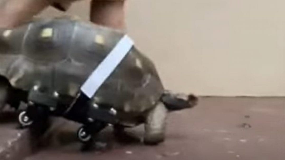 La tortue Filò, 25 ans, retrouve la capacité de marcher grâce à une prothèse imprimée en 3D 2 Crédit : Cícero Moraes