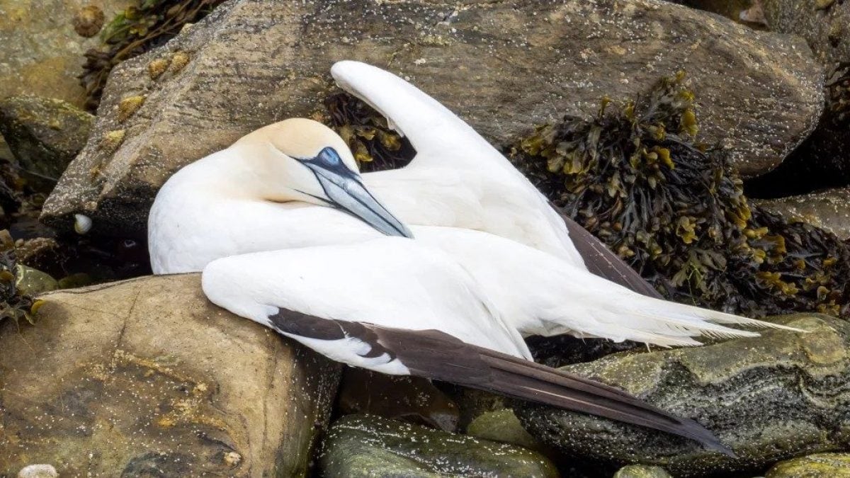 La grippe aviaire ravage les oiseaux marins, passage par dizaines de milliers au Royaume-Unis : colonies anéanties 2 Un fou de Bassan mort de la grippe aviaire. Crédit: RSPB