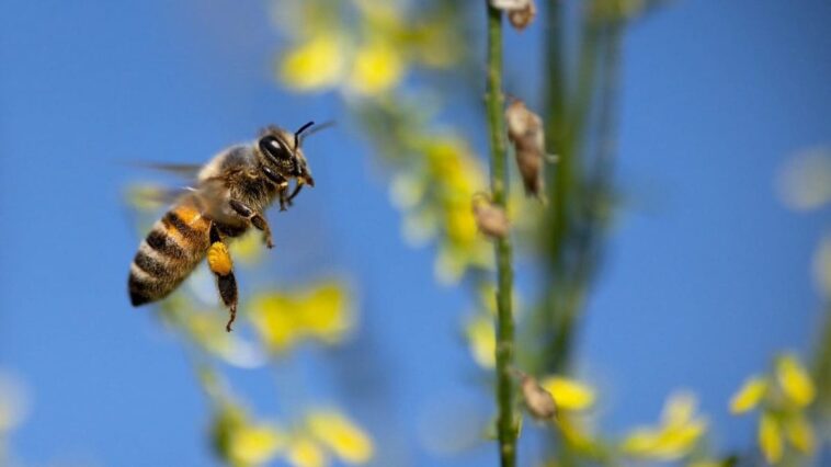 Loi historique sur la restauration de la nature dans l'UE approuvée : quels sont les impacts et pourquoi est-elle révolutionnaire 1 Immagine