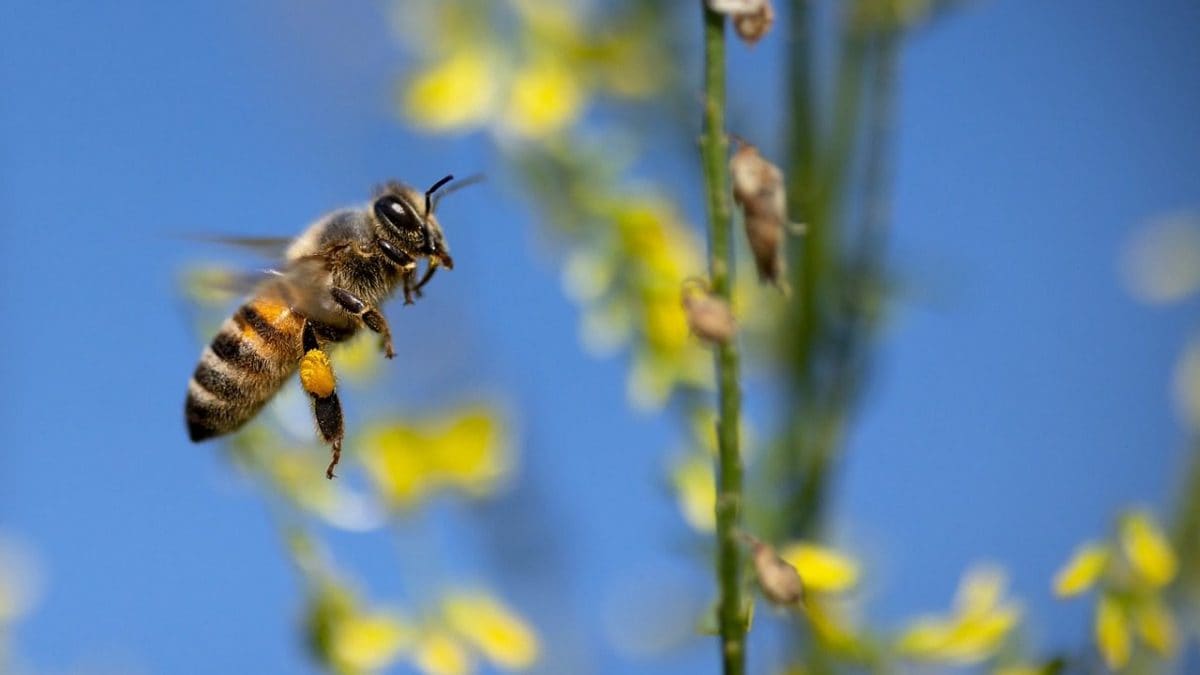 Loi historique sur la restauration de la nature dans l'UE approuvée : quels sont les impacts et pourquoi est-elle révolutionnaire 2 Immagine