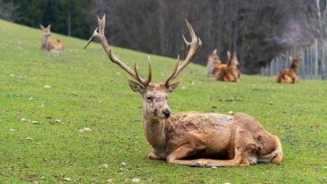 Maladie du cerf zombie, un expert explique les risques pour l'homme et pourquoi il est difficile de lutter contre les prions 12 Image