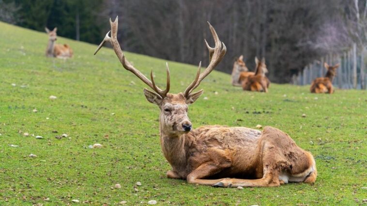 Maladie du cerf zombie, un expert explique les risques pour l'homme et pourquoi il est difficile de lutter contre les prions 1 Image