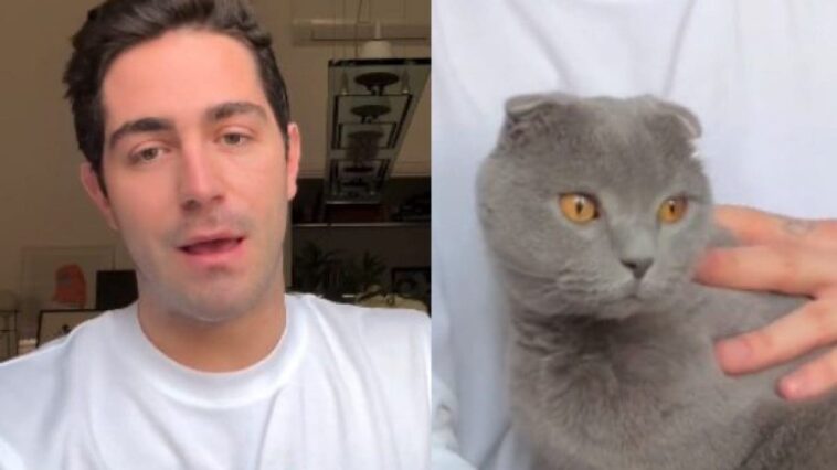 "Mon chat souffrira toute sa vie": l'appel de Tommaso Zorzi contre les races sélectionnées 1 INSTAGRAM | Video di @tommasozorzi
