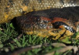 Nouvelle espèce d'anaconda géant découverte en Amazonie : c'est le plus grand serpent de la Terre 93 La nouvelle espèce d'anaconda géant. Crédit : Jesus Rivas