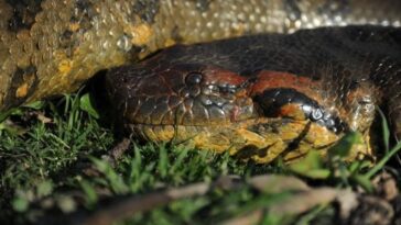 Nouvelle espèce d'anaconda géant découverte en Amazonie : c'est le plus grand serpent de la Terre 1 La nouvelle espèce d'anaconda géant. Crédit : Jesus Rivas