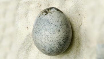 Œuf de l'époque romaine de 1700 ans découvert intact et rempli de liquide : "C'est unique au monde" 3 L'uovo di 1.700 anni. Credit: Oxford Archaeology