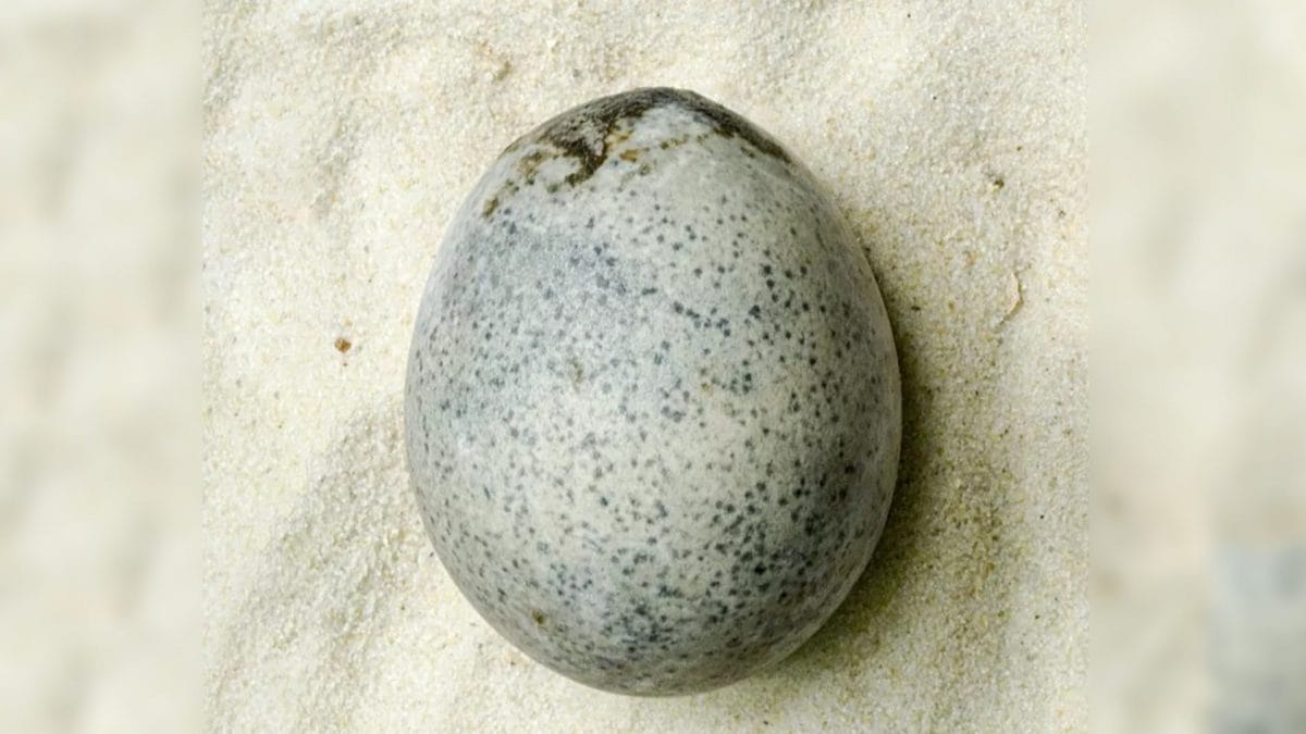 Œuf de l'époque romaine de 1700 ans découvert intact et rempli de liquide : "C'est unique au monde" 2 L'uovo di 1.700 anni. Credit: Oxford Archaeology
