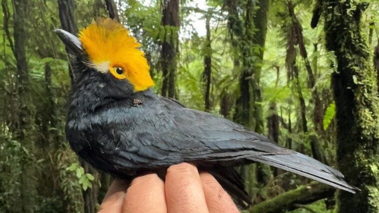 Oiseau merveilleux photographié pour la première fois : il avait disparu depuis 20 ans 1 Crédit : Matt Brady / Université du Texas à El Paso