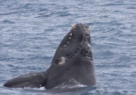 Perché queste balene si chiamano franche: il motivo vi commuoverà