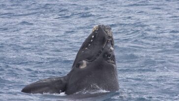 Pourquoi ces baleines s'appellent franches : la raison vous émouvra 17 Perché queste balene si chiamano franche: il motivo vi commuoverà