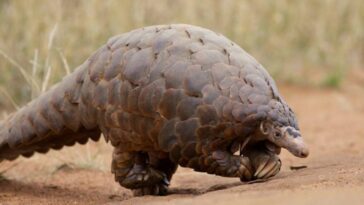Pourquoi le pangolin est l'un des animaux les plus demandés sur le marché illégal : le mammifère aux écailles 26 Immagine