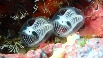 Qu'est-ce que l'ascidie squelette de panda, l'étrange animal découvert au Japon 20 Ascidia squelette de panda. Crédit : MaduroDive / Screeshot X
