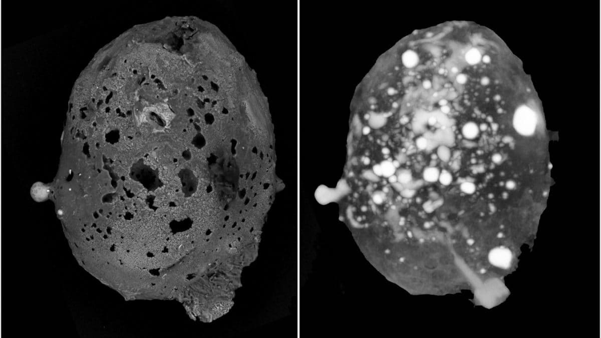 Qu'est-ce que sont les quasicristaux découverts dans une micrométéorite et pourquoi sont-ils un matériau "impossible" 2 La micrométéorite dans laquelle le quasicristal a été détecté. Crédit : Communications Earth & Environment