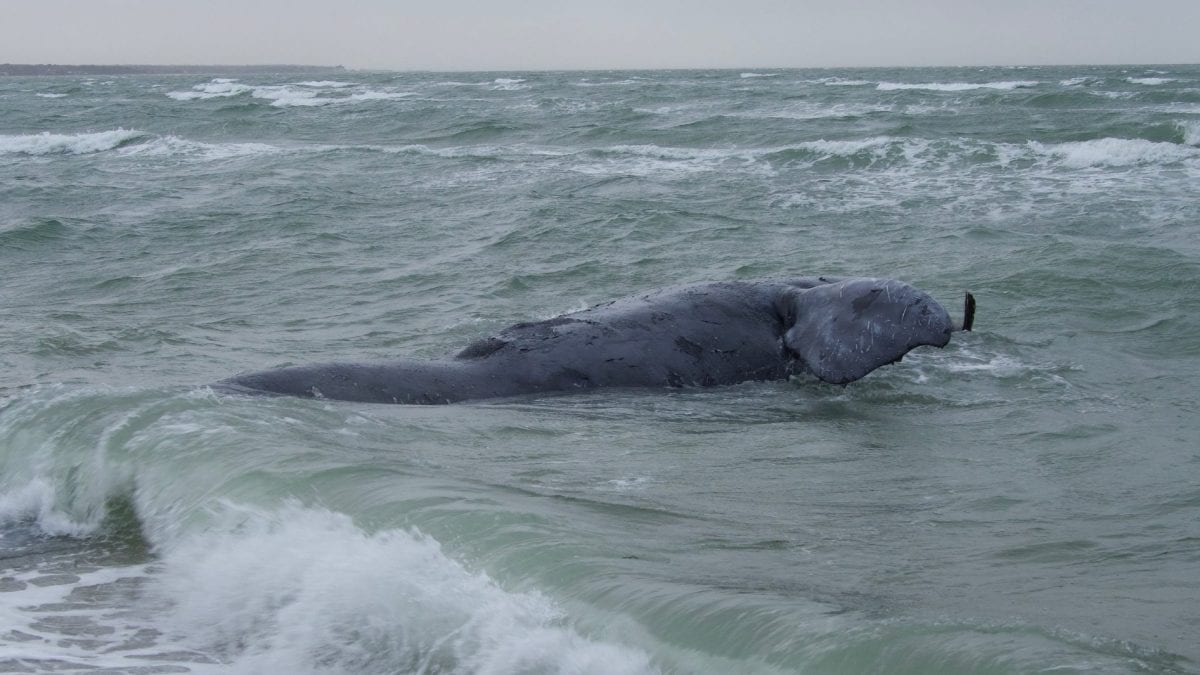 Rarissime baleine franche nord-atlantique trouvée morte avec une corde enroulée autour de la queue 2 La balena franca nordatlantica trovata morta. Credit: Woods Hole Oceanographic Institution/Michael Moore/NOAA