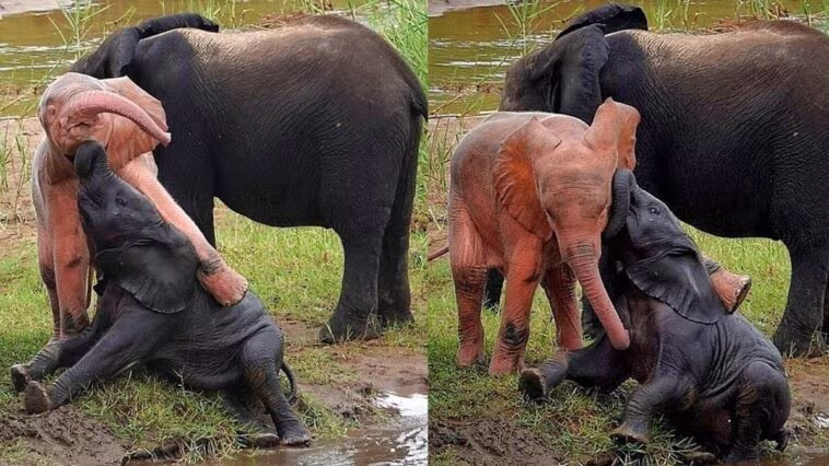 Rarissime éléphanteau rose aperçu en Afrique du Sud : a été pleinement accepté par sa famille 1 L'elefantino rosa fotografato al Kruger National Park. Credit: Theo Potgieter / Facebook
