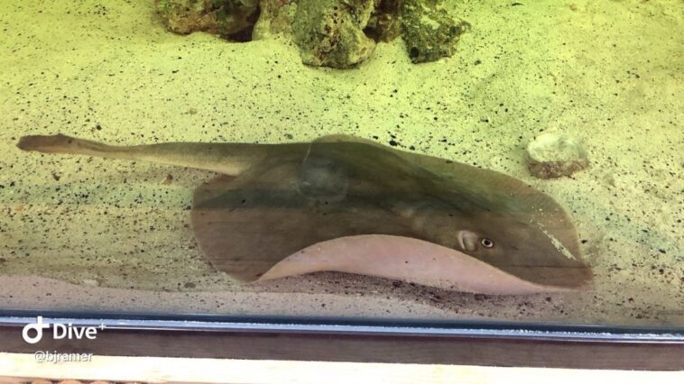 Raza reste enceinte mais vit seule dans un aquarium avec cinq requins : comment est-ce possible 1 La razza Charlotte. Crédit : Aquarium & Shark Lab by Team ECCO