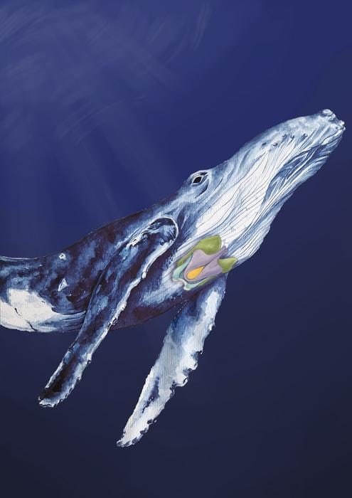 Le secret du chant des baleines révélé après 50 ans : enfin, nous savons comment elles le font 4 Crédit : Patricia Jaqueline Matic