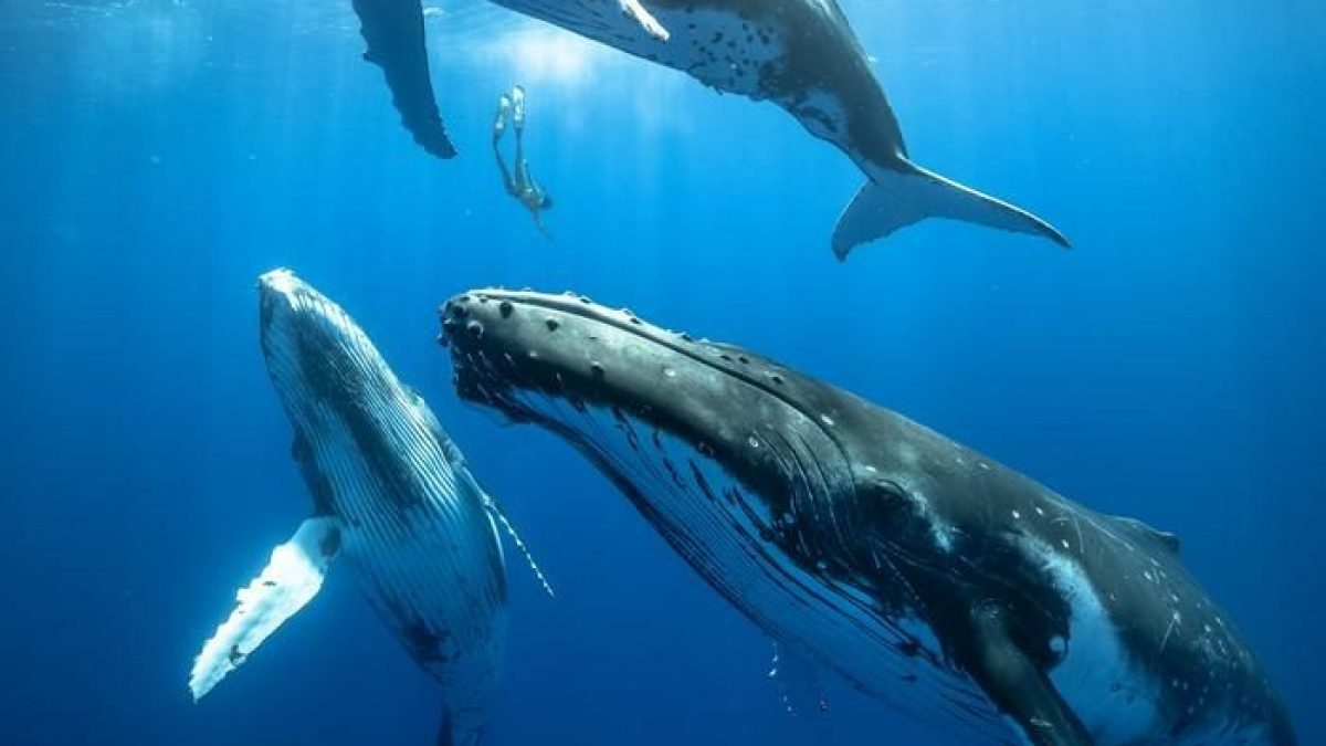 Le secret du chant des baleines révélé après 50 ans : enfin, nous savons comment elles le font 2 Crédit : Karim Iliya
