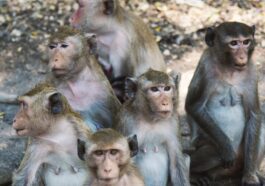 Une entreprise veut construire un super élevage de singes : ils seront tous des cobayes de laboratoire 8 Image