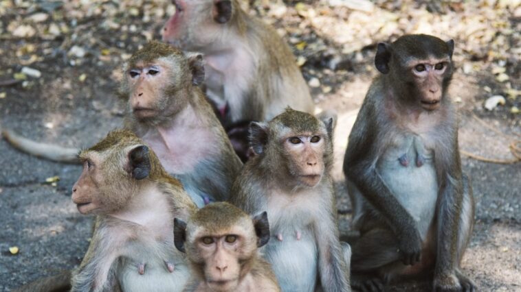 Une entreprise veut construire un super élevage de singes : ils seront tous des cobayes de laboratoire 1 Image