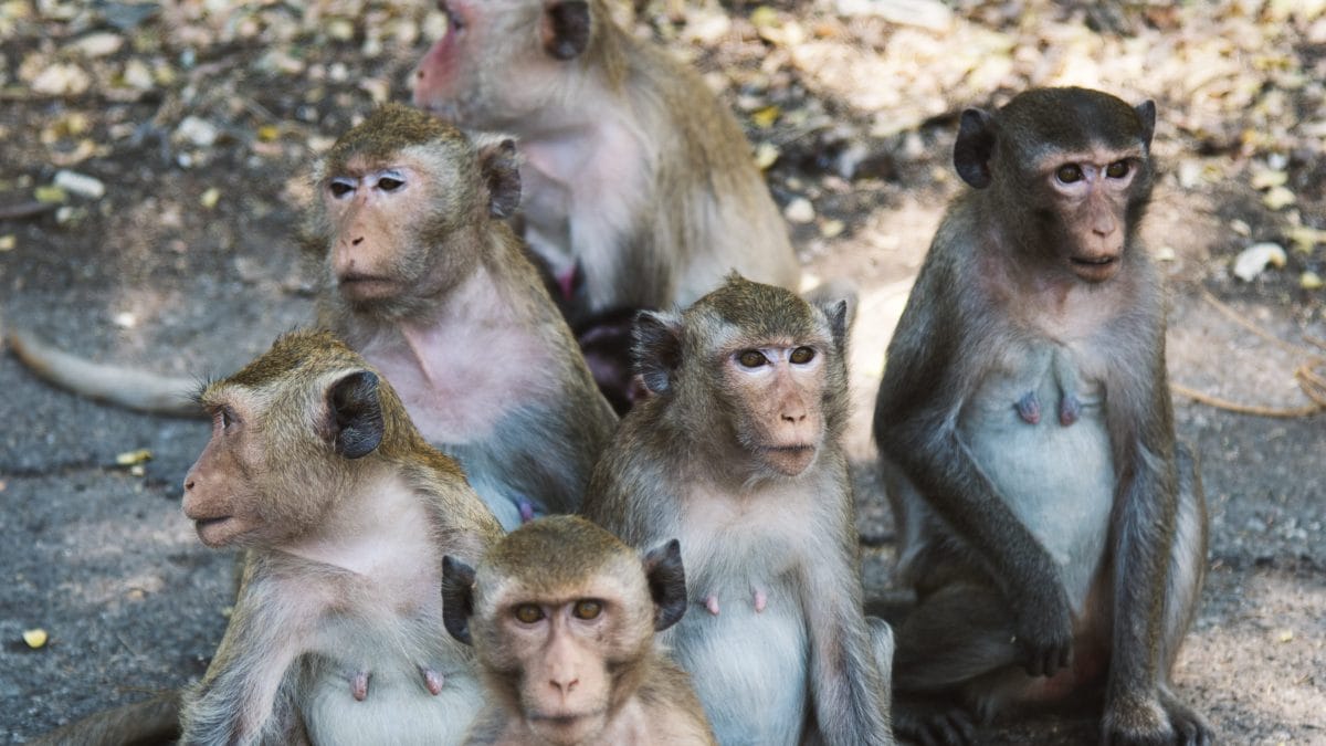 Une entreprise veut construire un super élevage de singes : ils seront tous des cobayes de laboratoire 2 Image
