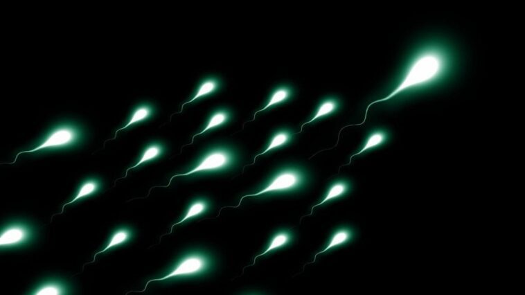 Une nouvelle méthode promet de résoudre l'une des principales causes d'infertilité masculine 1 Immagine