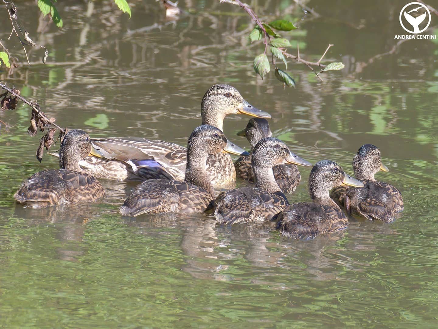 Cane sauvage femelle avec ses petits. Crédit: Andrea Centini